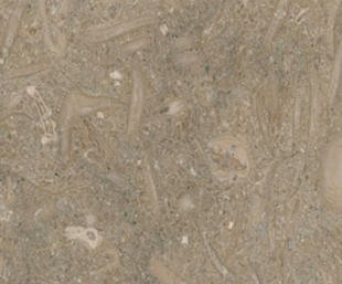 Limestone Fossil Brown